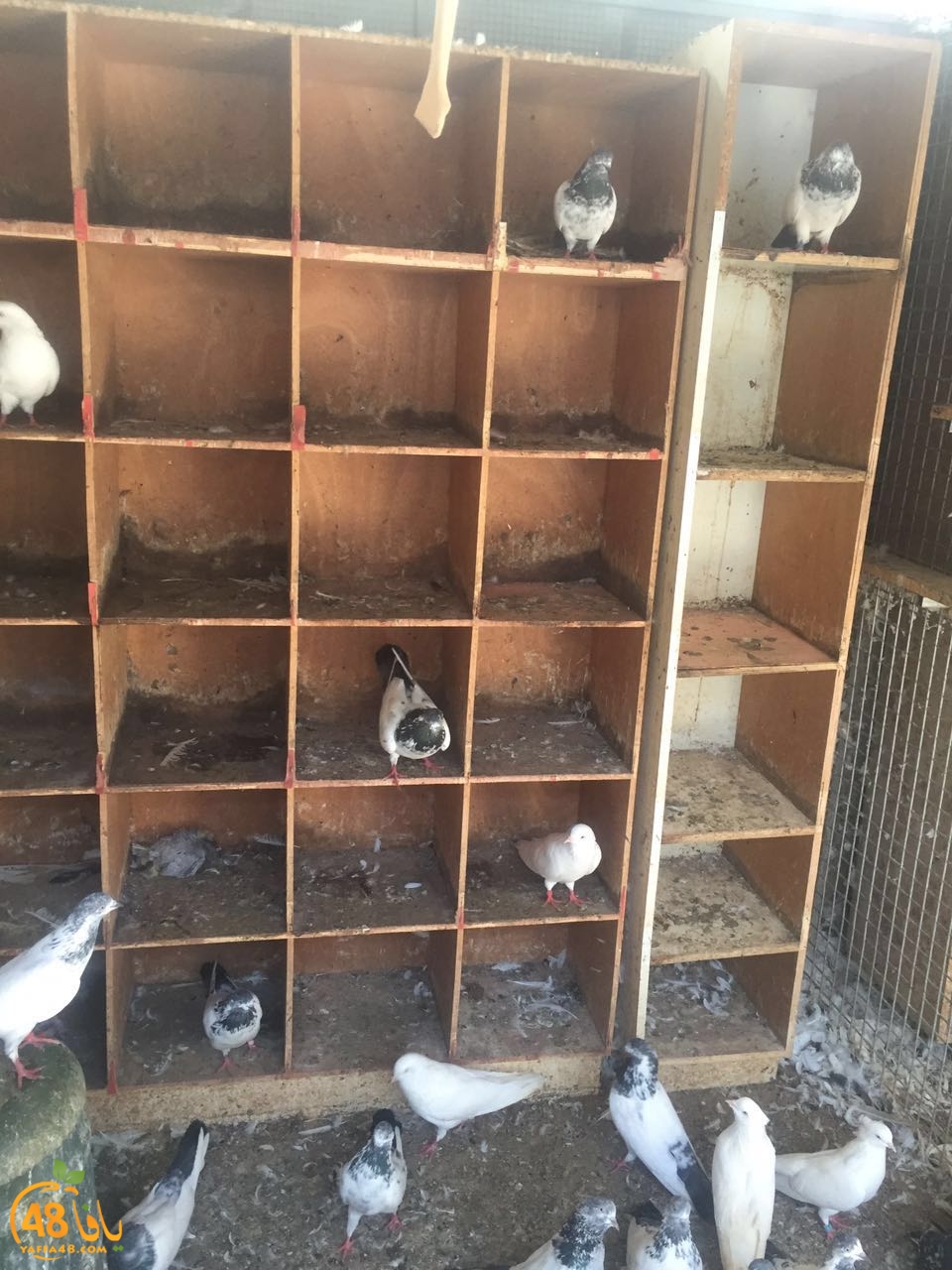 zohdy 3ashor (17).jpg